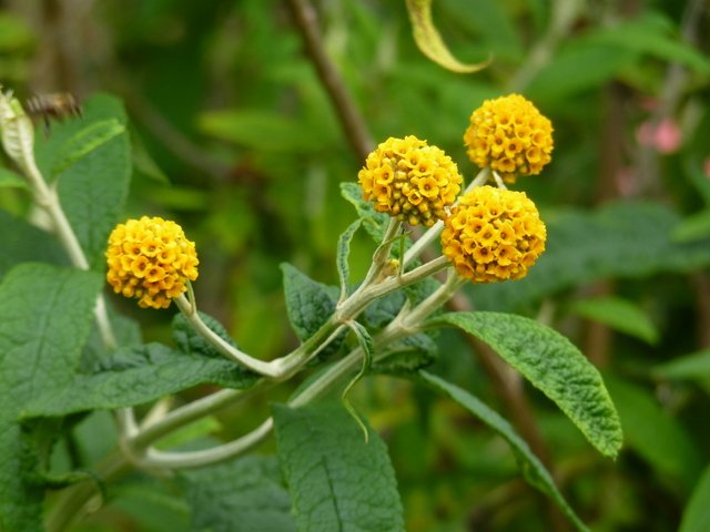 Buddleja globosa